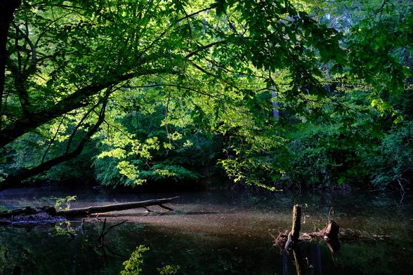 Sunlight illuminating a tree over a peaceful river