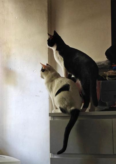 Dos gatos: una blanca y uno negro, ambos con manchas del color opuesto, miran la luz de una ventana que no se ve mientras permanecen puestos sobre un mueble con cajones.