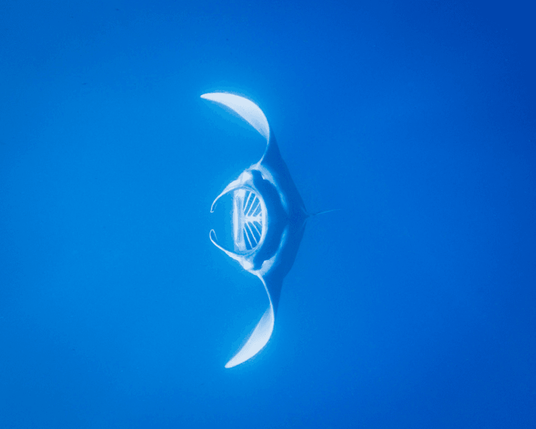 A manta ray, swimming sideways toward the camera, mouth open. Slanted gills are visible inside it.