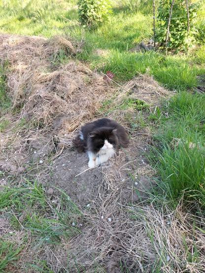 Ein sehr flauschiger schwarzweißer Kater sitzt ganz entspannt mit beinahe geschlossenen Augen in einem halb zugewachsenen Beet.