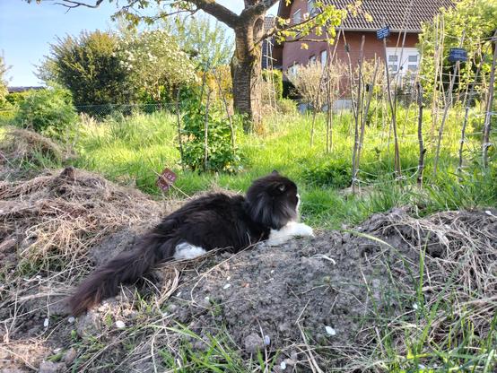 Ein sehr flauschiger schwarzweißer Kater sitzt ganz entspannt mit beinahe geschlossenen Augen in einem halb zugewachsenen Beet. Hinter ihm sind Himbeertriebe in Stützgerüsten zu sehen.