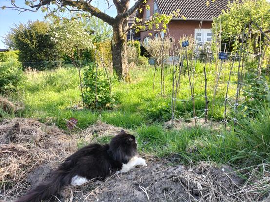Ein sehr flauschiger schwarzweißer Kater sitzt ganz entspannt mit beinahe geschlossenen Augen in einem halb zugewachsenen Beet. Hinter ihm sind Himbeertriebe in Stützgerüsten zu sehen.