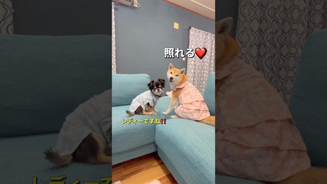 お揃い🐶🐶🎵#柴犬 #チワワ #shorts