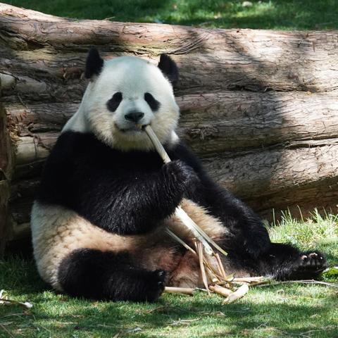Giant Panda eating