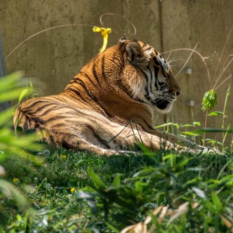 Tiger resting