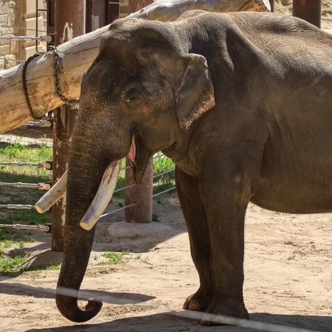 elephant
