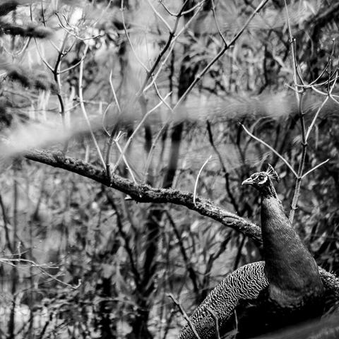 Photographie Vincent Dufrène