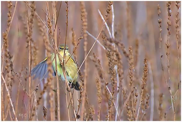 Partie de cache-cache avec un Pouillot véloce
Phylloscopus collybita - Common Chiffchaff dans les roselières du Plan de La Garde.