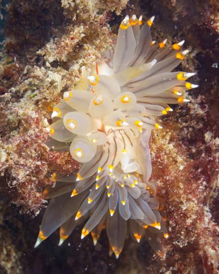 A close up of a white-and-orange-tipped nudibranch with its translucent cerata showing a brown/grey core.