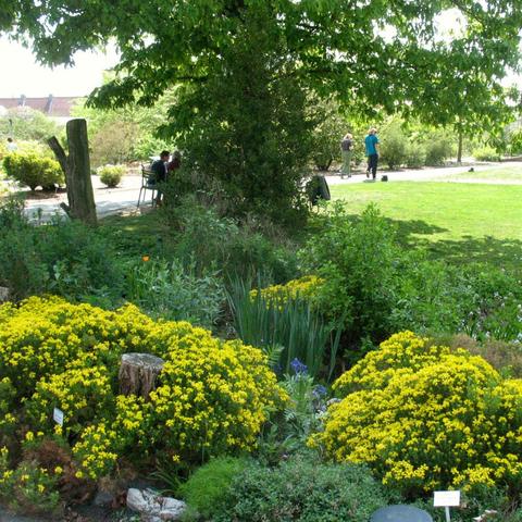 The botanical garden with mending participants hidden behind a tree and lots of yellow flowers and other plants in the front.