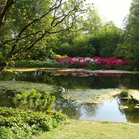 Botanical garden with a pond (we could hear the frogs very loudly!), lots of trees and very colourful flowers and blossoms in pink, red, purple, white and yellow.