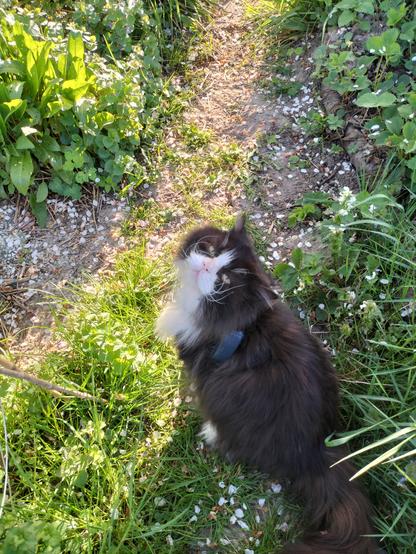Prince, ein schwarzweißer Langhaarkater, sitzt vor mir auf dem Gartenweg ung guckt mich von unten an