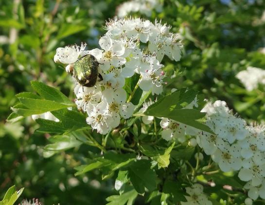 blassgrüner schillernder 2cm großer Rosenkäfer auf weißer Doldenblüte des Weißdorns