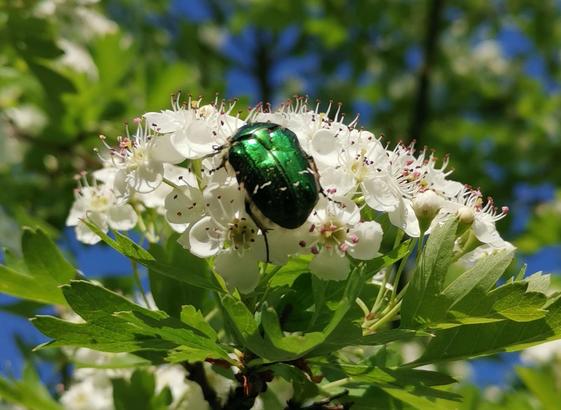 kräftig dunkelgrün glänzender Rosenkäfer auf Weißdorndolde