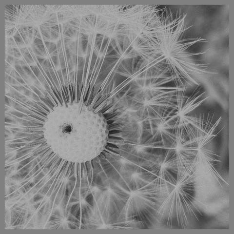 Pusteblume mit einem Loch im Zentrum