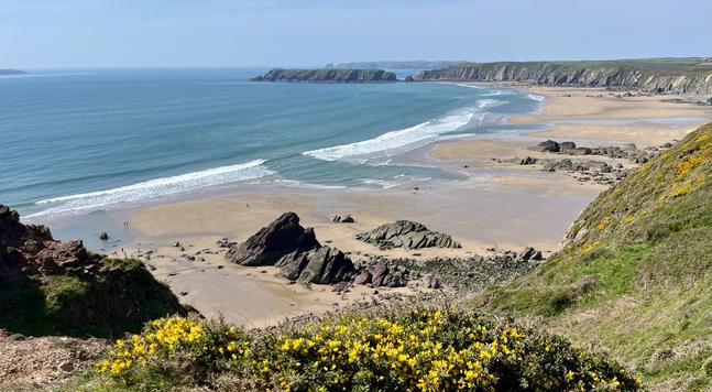 Long sandy beach at low tide from a clifftop. It is sunny, the sea to the left is very blue as is the sky. Gorse in the foreground.