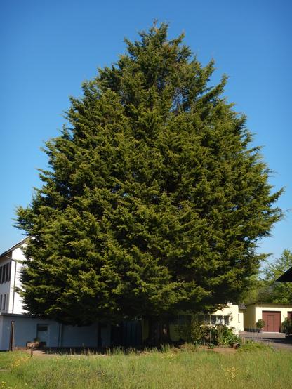 Riesiger Tuja Baum