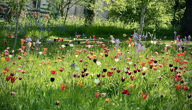 Tulips at NationalTrust Dyrham Park