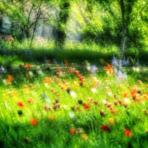 Intentional camera movement image of tulips at NationalTrust Dyrham Park