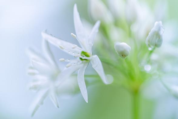Bärlauchblüte