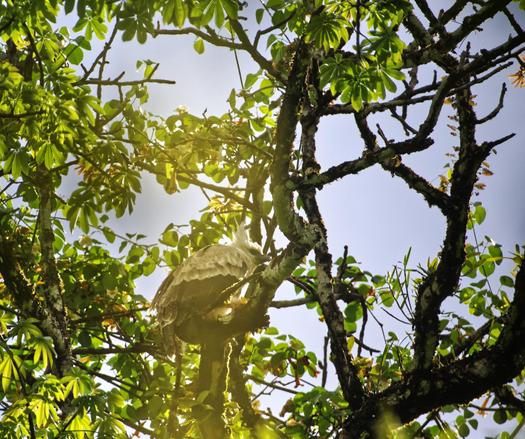 A hunched mostly white baby raptor with a tall crest sits catching the backlight from the morning sun where it lurks sinisterly in a large green tree.  This is the baby Harpy Eagle. Photo by Peachfront. Darien National Park, Panama. April 2025.