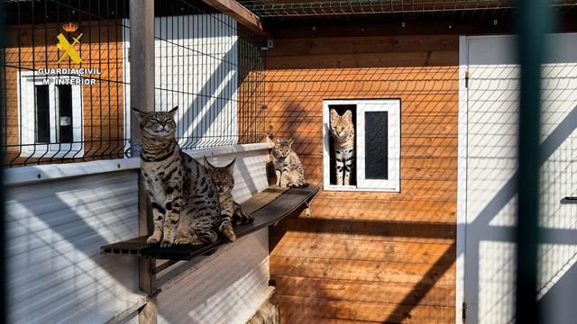 Caracats, híbridos entre caracales y gatos domésticos — Foto del Ministerio del Interior.