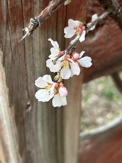 Three or four white flowers growing on an otherwise bare twiggy branch. The flowers are tinged with pink, and the closed buds are light pink too. The flowers have stamens with yellow anthers. The flowers are growing by a wooden fence.