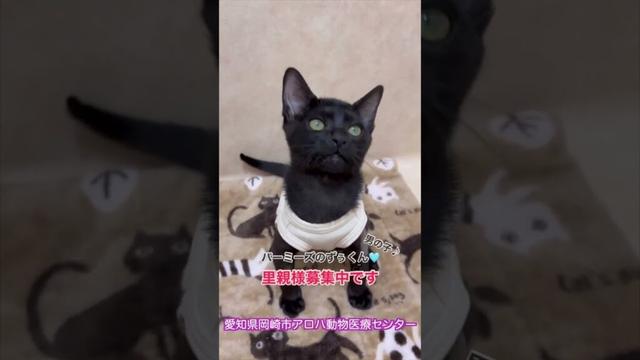 里親募集中　バーミーズ　男の子