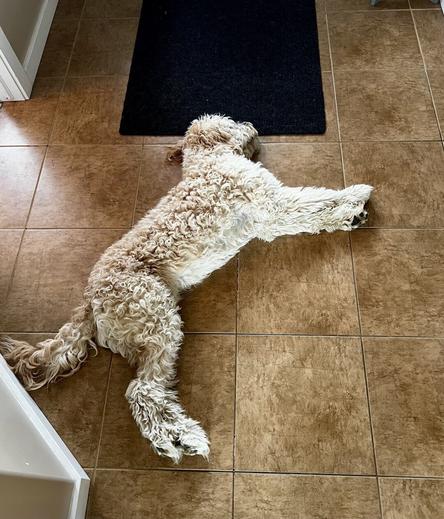 A fluffy dog is sprawled out comfortably on a tiled floor, appearing relaxed.