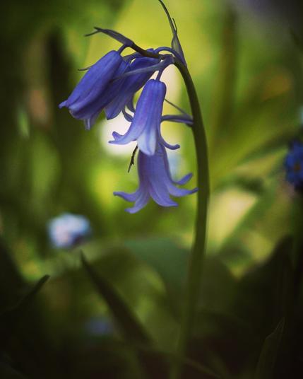 Blue bell season is upon us here is a single stem photographed in my garden last weekend - bluebells in a  London garden!