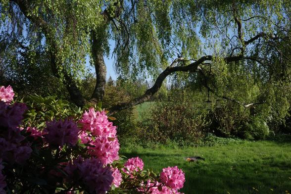 A large birch tree with three thick main branches and fresh bright green leaves dominates the picture. A hint of blue sky can be seen, as well as meadows with yellow dandelions, bushes, trees in the backgroun, and a blooming rhododendron bush in the left foreground.
