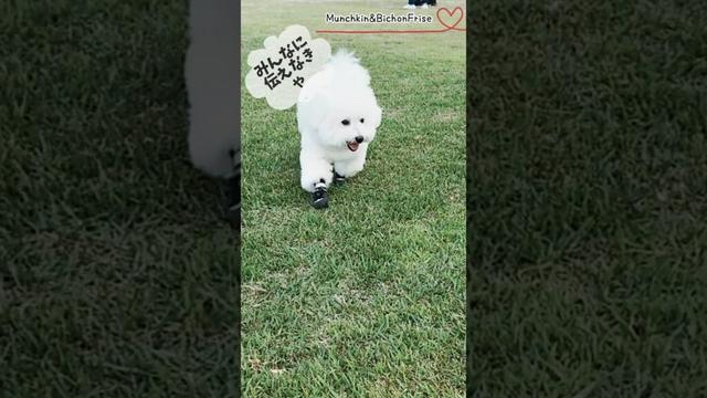 【ビションフリーゼ】ドッグランでみんなに伝えるもふ犬 【犬と猫、両方飼ってると毎日かわいい♥】