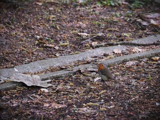 A robin on the ground