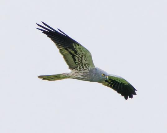 A male montagu's harrier in the sky
Wings spread