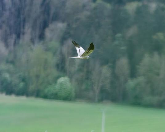 A male montagu's harrier in the distance 
A forrest in the background