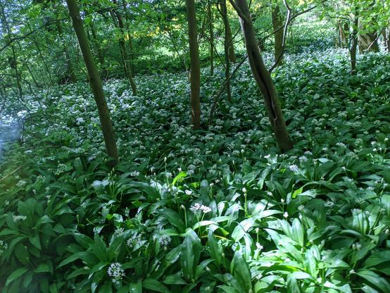 Ein blühendes Bärlauch-Feld mitten im Wald.