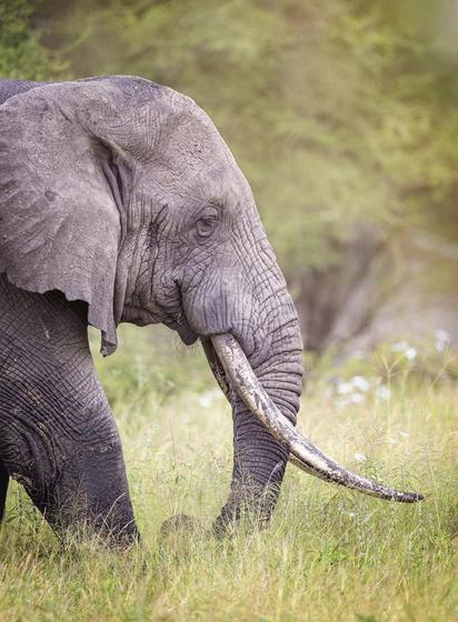 Side profile of an African elephant with tusks reaching almost to the ground.