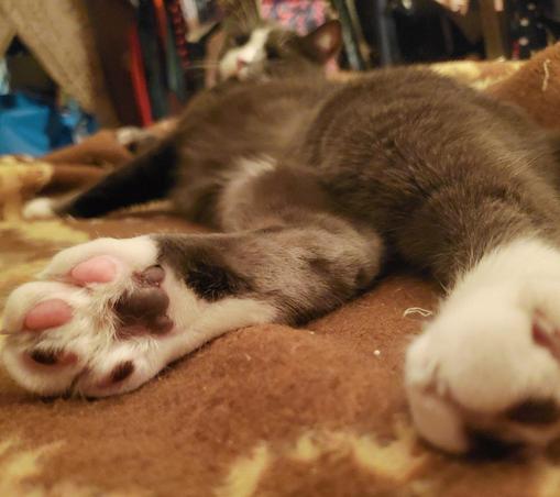 A gray and white cat is sleeping soundly on a tan blanket with a star pattern. The cat stretches out its paws towards the viewer. The front paws are white with light pink toe beans, while the back paw is black. The cat’s fur is soft and well-groomed.