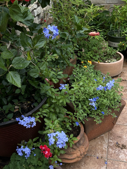 To left large pot with the bottom half of a hibcus tree, in front two terracotta pots, on square with plumbago blooming, behind a yellow coreopsis in a lower round pot.