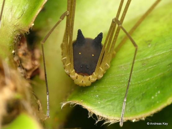 metagryne-bicolumnata-larachnide-a-la-tete-de-loup-ou-de-lapin-3