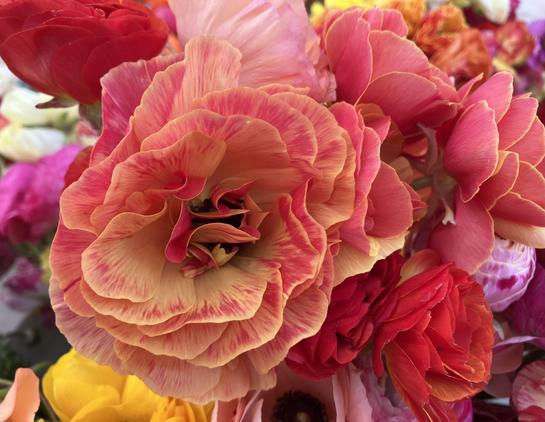 A bunch of ranunculus blooms in many colors. The one that's front and center is yellow with bright pink along the edges, and it looks spectacular.