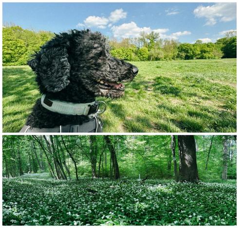 Fotocollage. Die obere Hälfte ist ein seitliches Portrait eines Pudels auf einer Wiese. Die untere Hälfte ist eine Wiese aus blühendem Bärlauch.