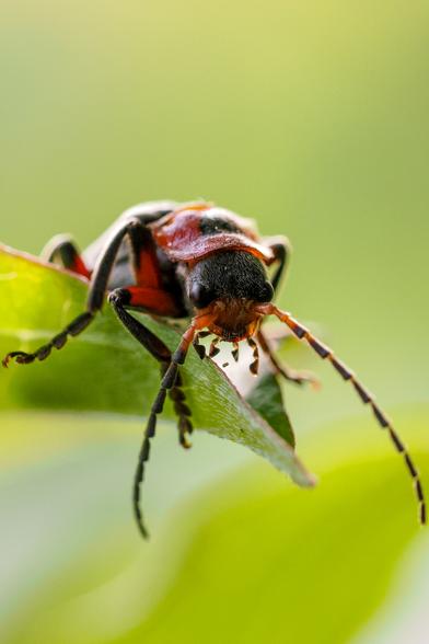 Das Bild zeigt einen rot-schwarzen Käfer aus der Nähe, der auf einem grünen Blatt sitzt. Der Fokus liegt auf dem Käfer, der detailliert dargestellt ist. Der Hintergrund ist unscharf und grünlich, was den Käfer hervorhebt.  Das Bild wirkt naturnah und ist vermutlich eine Makroaufnahme.