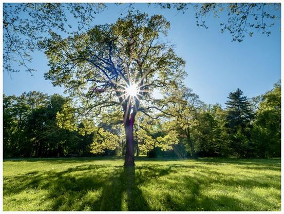 A large tree stands in a lush green field, with sunlight streaming through its branches, creating a star-like effect. The background features various trees under a clear blue sky.