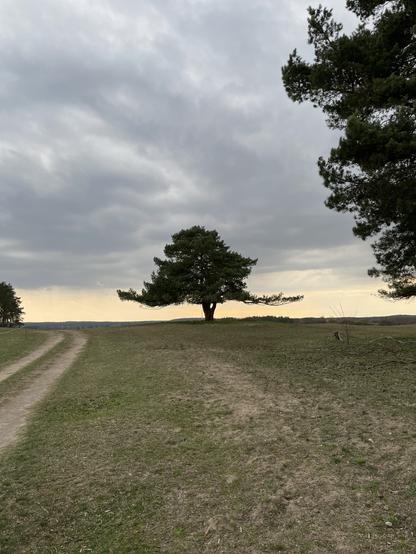Das Bild zeigt einen einsamen Baum inmitten einer weiten, flachen Landschaft unter einem bewölkten Himmel.  Ein sandiger Pfad führt in die Ferne. Der Baum steht im Vordergrund und ist deutlich sichtbar. Der Himmel ist überwiegend grau, mit einem leichten Aufhellen am Horizont. Die Landschaft wirkt trocken und eher karge. Der Gesamteindruck ist ruhig und etwas melancholisch.