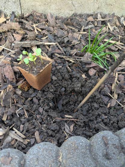 zoomed in on an almost empty flower bed with a prepared hole and a small planter with sprouted plants