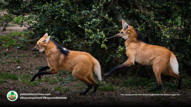 Maned Wolves are #SouthAmerica's tallest canids with long slender legs to help them navigate grasslands. Now 'Near Threatened' by #palmoil #meat and #mining #deforestation, Fight for them and #Boycottpalmoil #BoycottGold #Boycott4Wildlife @palmoildetect   https://wp.me/pcFhgU-7Pv?utm_source=mastodon&utm_medium=Palm+Oil+Detectives&utm_campaign=publer