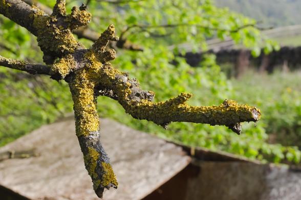 A close-up photo of a gnarled tree branch covered in yellow lichen. The branch juts out horizontally and splits into several stubby offshoots, resembling outstretched fingers or a clawed hand. The lichen gives it a rough, textured surface that contrasts with the smoother, darker bark beneath. The background is softly blurred, filled with fresh green foliage and a hint of a stone wall, suggesting a spring or early summer setting. Sunlight illuminates the branch, casting gentle shadows and highlighting the vivid yellow tones. The overall mood is organic and slightly eerie, evoking a natural form frozen mid-motion.