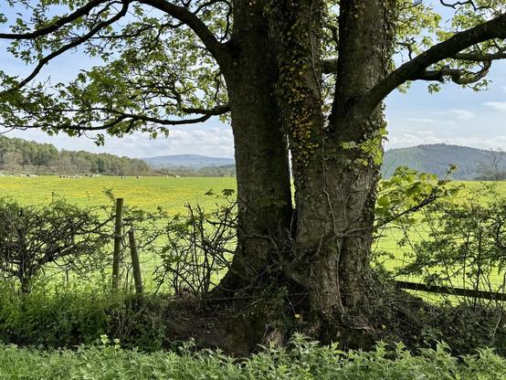 A rural scene. The trunk of a tree is in the foreground slightly right of centre. There are either two trees very close together or it has split into two, and the right-hand trunk forks again further up. At the top of the photo some of the lower leafy branches of the tree can be seen. There is a straggly hedge with fresh green leaves and a bright green field behind which is covered in yellow dandelions. There are some cream and brown cows lying down in the distance on the left and further away still some trees and hazy hills. It’s a sunny day with a pale blue sky and some white cloud.