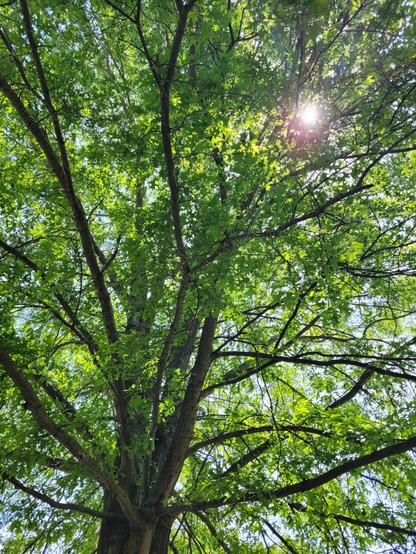 A photo of a large pin oak. Brigh green leaves shining in the sunlight.